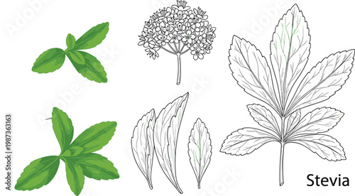 Stevia plant botanical vector illustration set with green leaves, hand drawn sketch elements, natural sweetener herb isolated on white background design collection