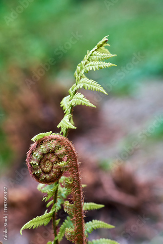 Aufgerollter Farn im Fruehling, Jungpflanze in Nahaufnahme, Symbol fuer Wachstum und Neubeginn in der Natur