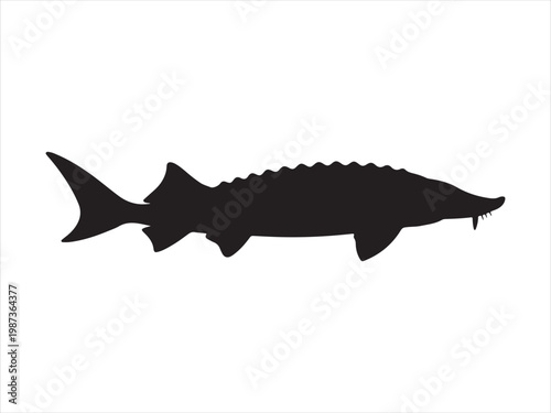Black and white illustration of a sturgeon fish silhouette vector illustration flat clipart design