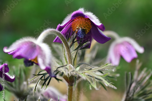 Bild auf Leinwand Pasque Flower Pulsatilla vulgaris purple bloom macro with soft bokeh in spring m