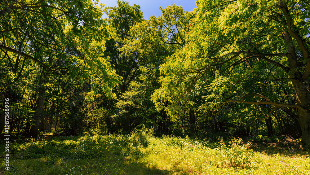 Fototapeta premium Green forest landscape colorful and blue sky , summer season.