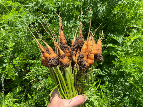 Fotografi A bunch of fresh carrots in the garden, a new harvest