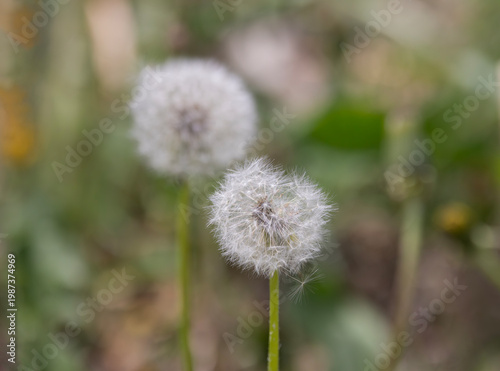 Delicate symbol of spring in closeup of dandelion seed head in selective focus against bokeh copy space background