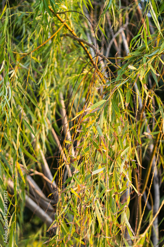 Foto Gentle breeze rustling willow leaves serene nature scene outdoor lush environmen