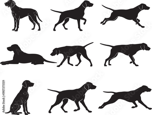 Fotografía Pointer Dog Standing with Focused Hunting Posture