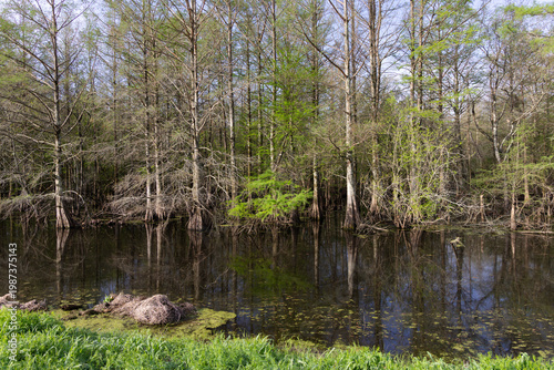 Natural scenic view of cypress swamp wetlands along autotour route at Wapanocca Wildlife Refuge in Crittenden County, Arkansas, United States