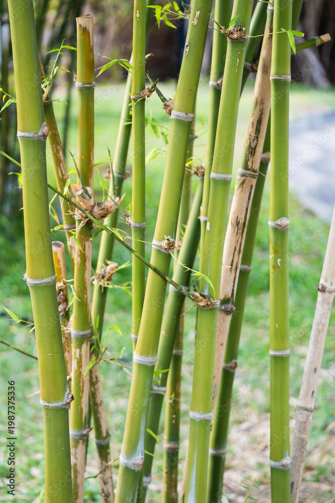 Fototapeta premium Bamboo growth and cultivation garden nature outdoor close-up sustainability