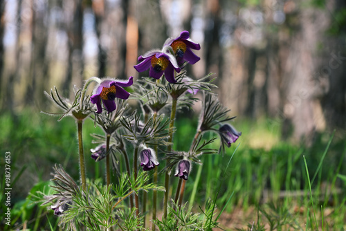Konstfotografi Pasque flowers Pulsatilla vulgaris cluster in forest meadow purple European pasq