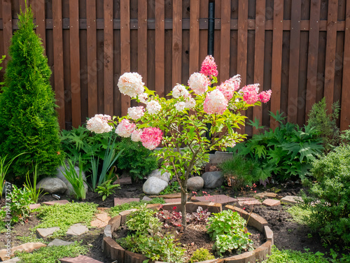 Foto Pink and white hydrangea paniculata flowering tree in a home garden