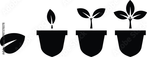 Coffee bean growth stages from seed to sprout to small plant