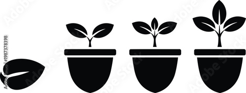 Coffee bean growth stages from seed to sprout in minimalist style