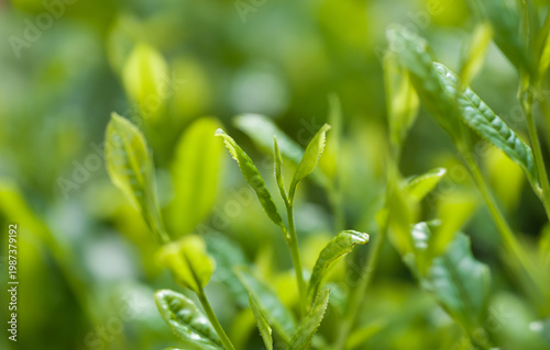 茶葉　新茶　茶畑