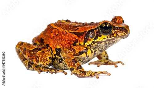 Side view of a colorful amphibian with textured skin, black eyes, and detailed pattern, set against a clean white backdrop