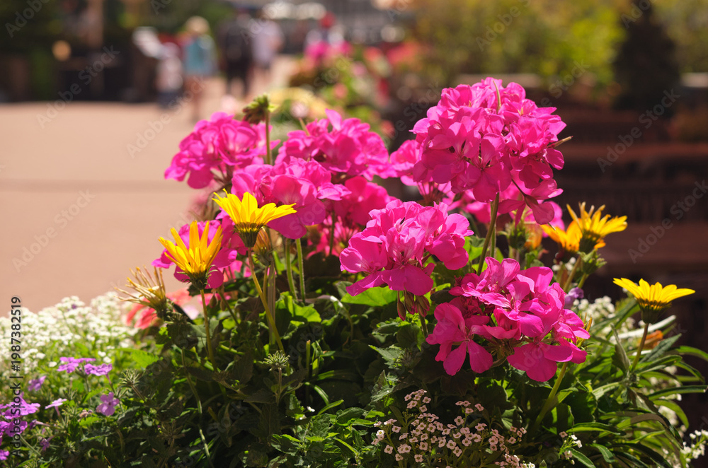 Fototapeta premium Pink geranium flowers against a blurred background of resort cafe and hotel. Close-up of blooming pelargonium graviolens. Selective focus. Not AI.