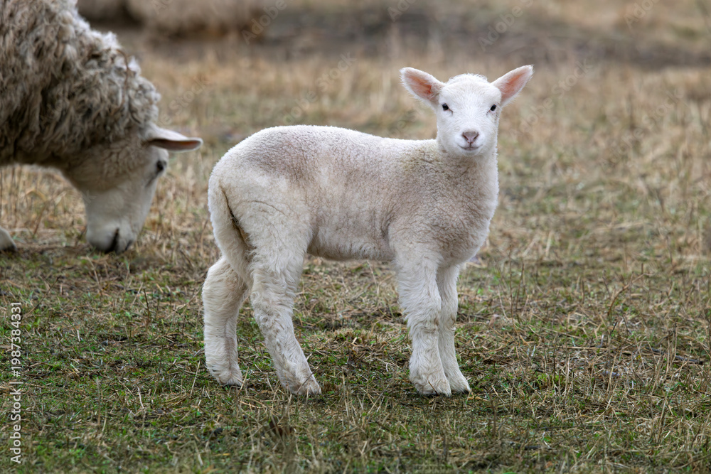Obraz premium Side view of delightful adorable white fluffy baby lamb domestic sheep Ovis aries 