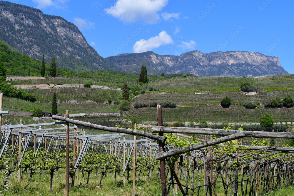 Fototapeta premium Schöne Landschaft mit Weinbergen beim Kalterer See in Südtirol 