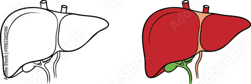 Detailed illustration of human liver anatomy in color and line art