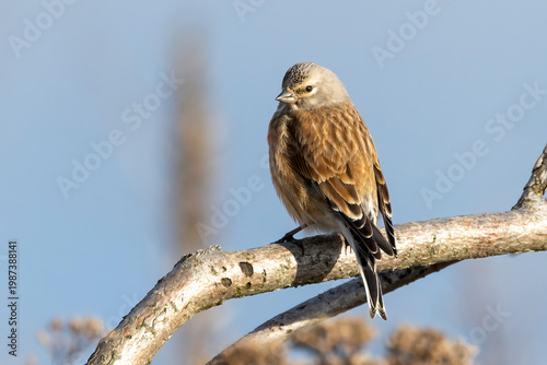 Konstfotografi Eurasian linnet