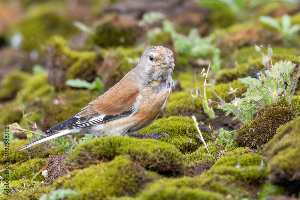 Foto Eurasian linnet