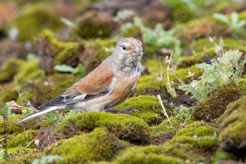 Obraz na plátně Eurasian linnet
