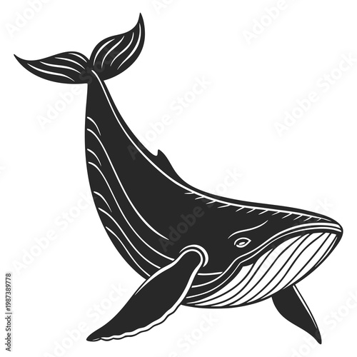 A striking black and white illustration depicts a humpback whale gracefully swimming showcasing its distinctive body shape and large fluke high quality
