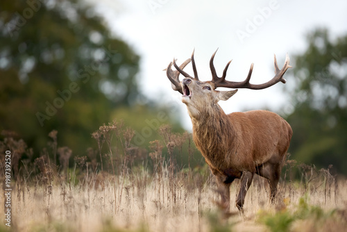 Red deer stag roaring during rutting season in autumn