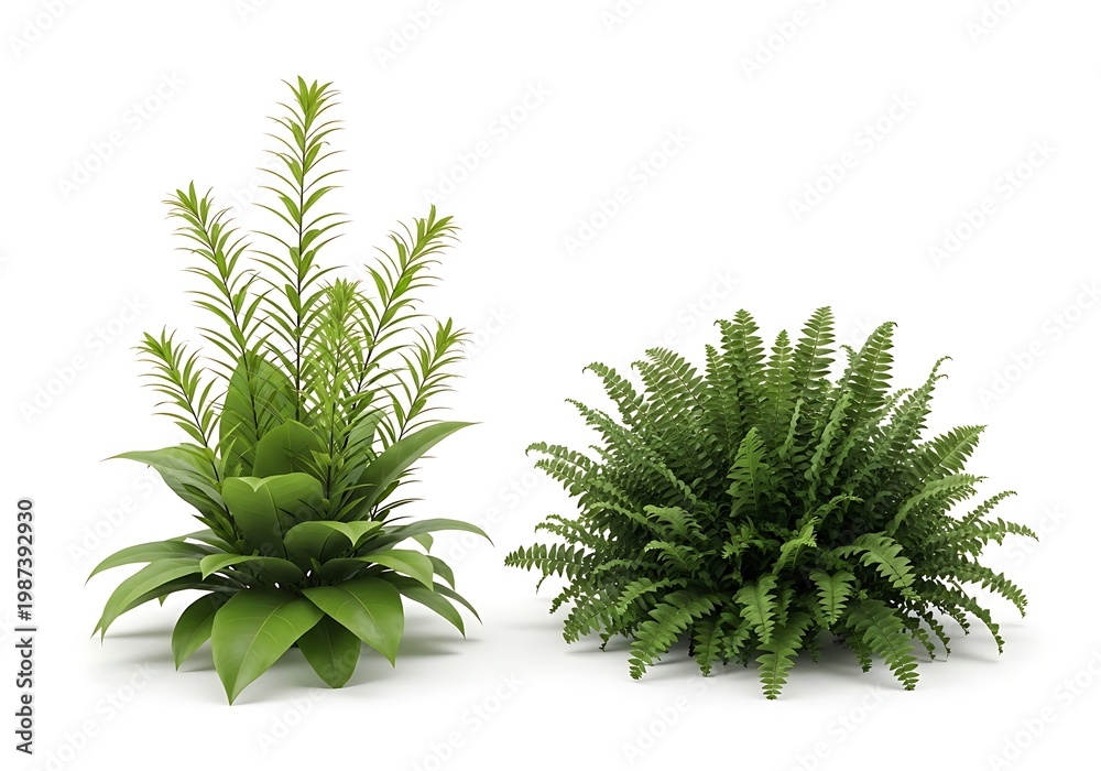 Fototapeta premium Two green plants with distinct leaf structures on a white background.