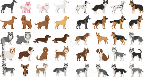 Large Flat Vector Dog Breed Collection Featuring Husky, Dalmatian, German Shepherd, Labrador, Dachshund, and Chihuahua for Veterinary Clinics, Pet Care, and Animal Infographics