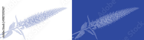 Tall spiked flower cyanotype botanical vector illustration for retro blue sunprint herbarium wall art