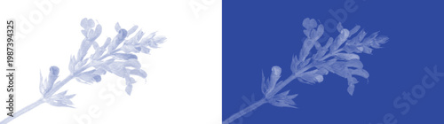 Foto Handmade blue cyanotype lavender sprig botanical vector for vintage sunprint flo