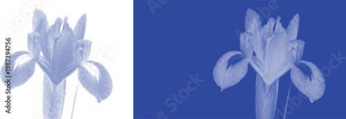 Artistic iris flower cyanotype blue sunprint vector for retro botanical plant herbarium specimen posters