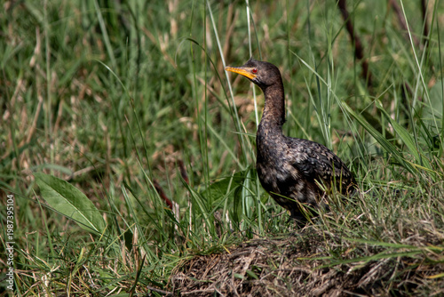 South African birds - a non-breeding adult reed cormorant drying its feathers next to a pond in the wild