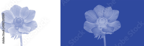 Vintage anemone bloom cyanotype botanical sunprint vector graphic for blue organic nature garden decor