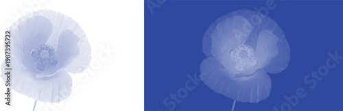 Round floral bloom cyanotype botanical blue sunprint vector for antique plant herbarium specimen design