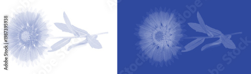 Round seed head cyanotype botanical blue sunprint vector for retro nature plant specimen design