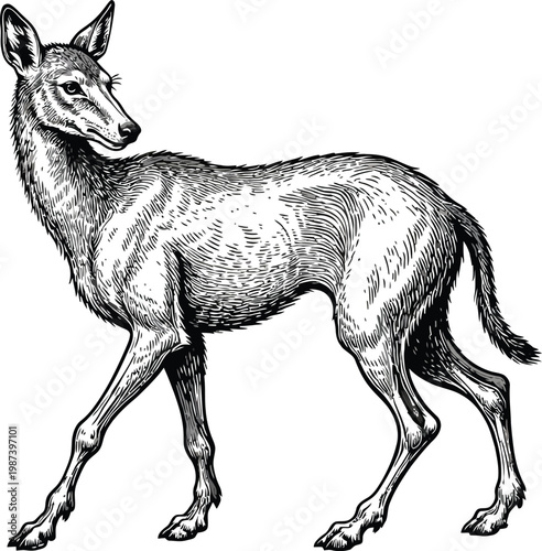 A black and white drawing of a deer