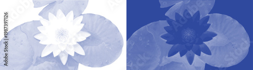 Water lily cyanotype vector for luxury spa menu and aquatic themed wellness branding