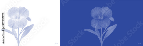Pansy blossom cyanotype vector for boutique flower shop identity and seasonal spring flyers