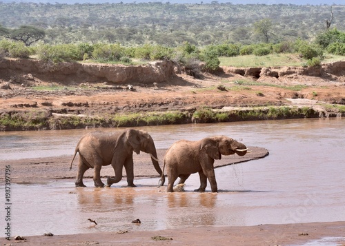 Canvas Print elephants in the water