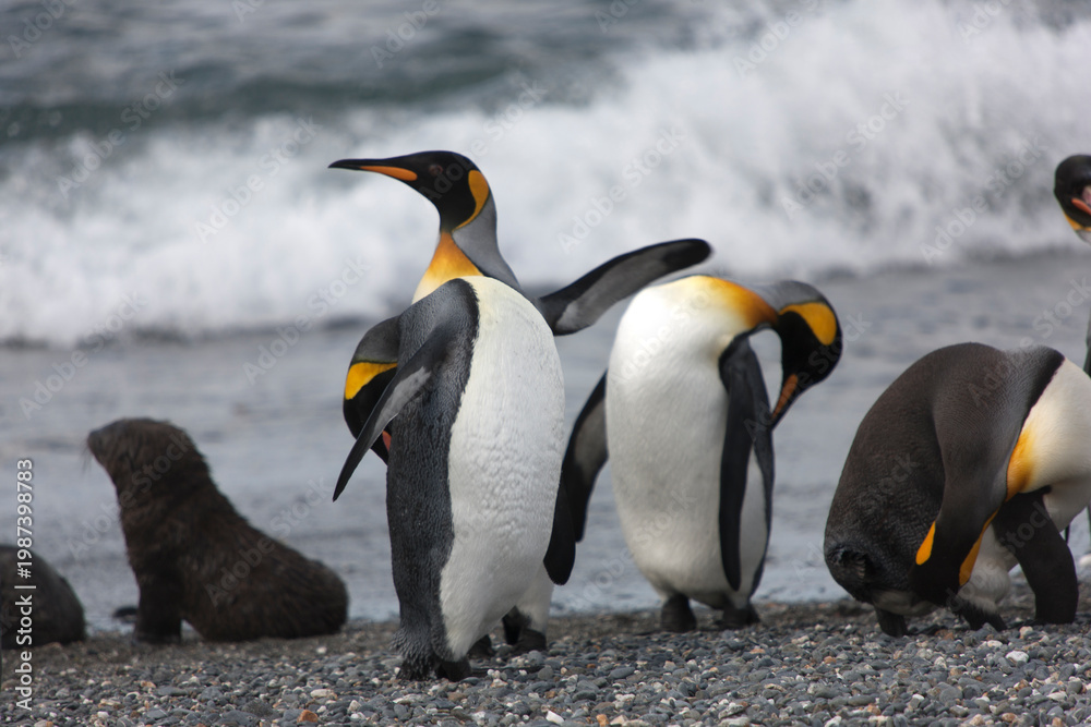 Obraz premium South Georgia king penguin on a cloudy winter day.