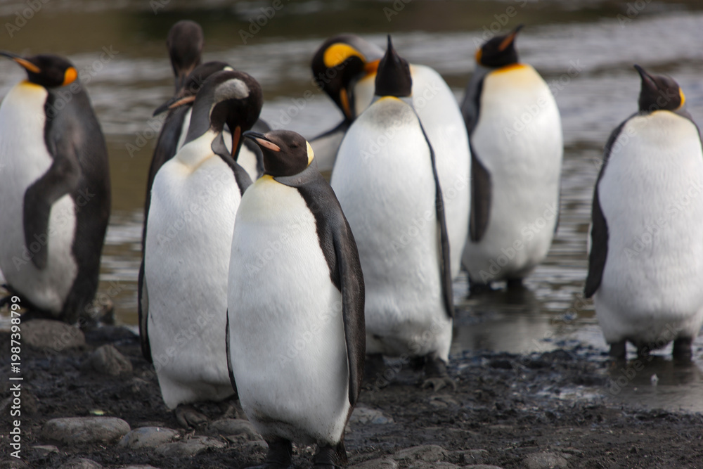 Obraz premium South Georgia king penguin on a cloudy winter day.