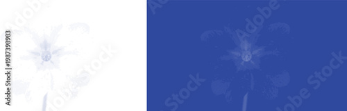 Jasmine flower cyanotype vector for aromatherapy branding and perfume product label