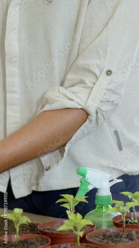 Vertical video: Panning up showing person beige shirt rolling sleeves, caring for pots with spray