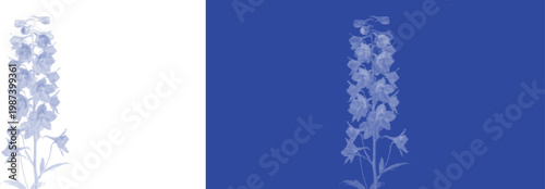 vintage blue cyanotype botanical delphinium nature floral illustration print silhouette plant design element vector