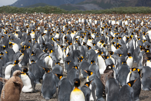 South Georgia king penguin on a cloudy winter day.