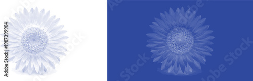 Sunflower daisy cyanotype vector for outdoor festival banner and happy summer branding