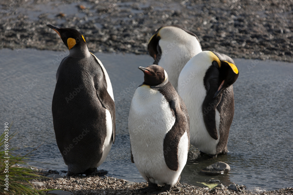 Fototapeta premium South Georgia king penguin on a cloudy winter day.