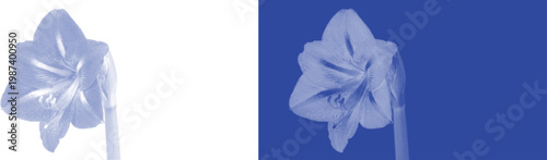 Bellflower cyanotype botanical vector for elegant wedding invitation and minimalist fine art print design