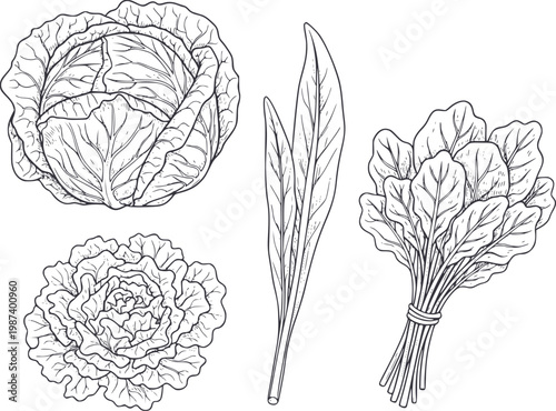Hand-drawn line of fresh cabbage, lettuce, and spinach leaves white background greens
