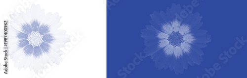 Layered petal flower cyanotype botanical blue sunprint vector for retro nature plant specimen design